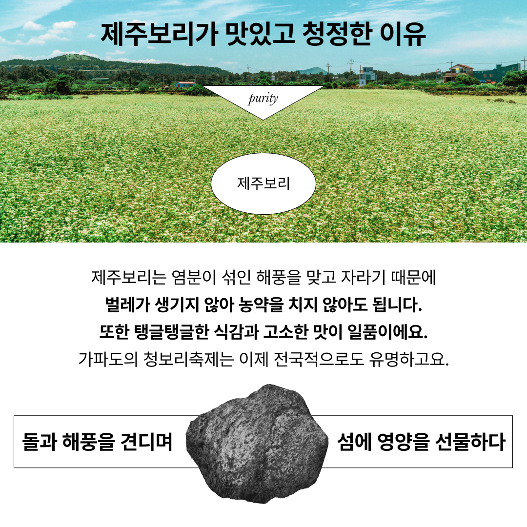 제주 보리의 특성과 장점을 설명하는 이미지 : 제주보리가 맛있고 청정한 이유 purity 제주보리 제주보리는 염분이 섞인 해풍을 맞고 자라기 때문에 별레가 생기지 않아 농약을 치지 않아도 됩니다. 또한 탱글탱글한 식감과 고소한 맛이 일품이에요. 가파도의 청보리축제는 이제 전국적으로도 유명하고요. 돌과 해풍을 견디며 섬에 영양을 선물하다